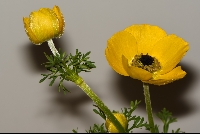 Anemone bucharica 'yellow form'
